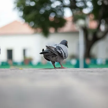 Casa Santa Marinha شقة