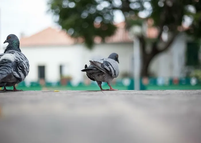 Casa Santa Marinha Apartament